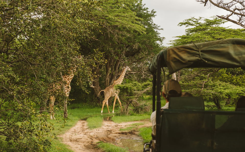 Private Game Drives