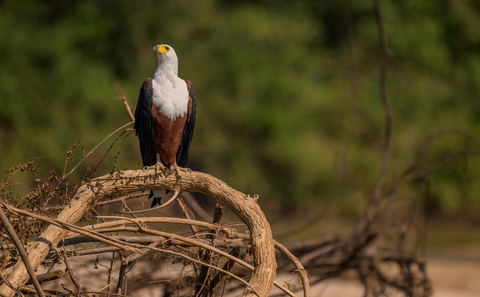 Birding in Nyerere National Park