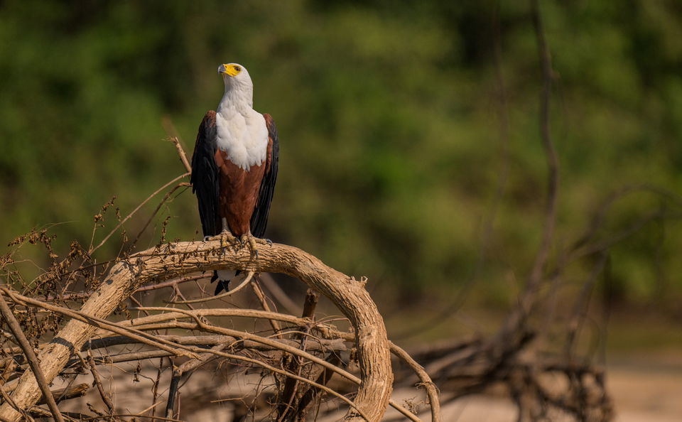 Birding in Nyerere National Park