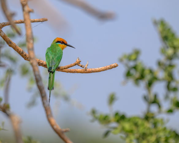 About Nyerere National Park