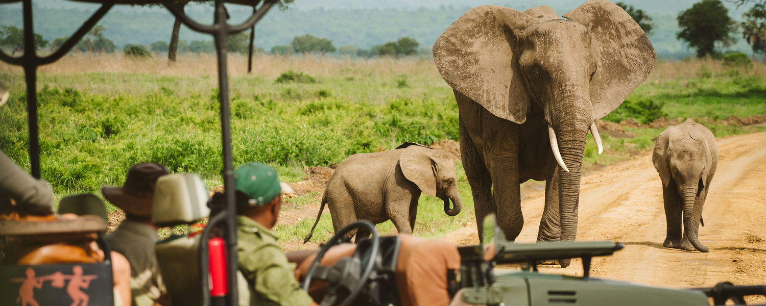Experience Mikumi National Park