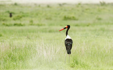 Birding in Mikumi National Park