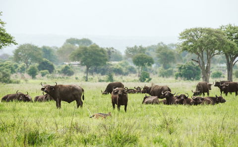 Wildlife in Mikumi National Park