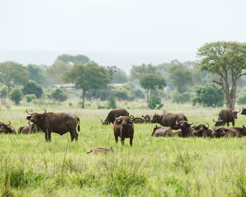 About Mikumi National Park