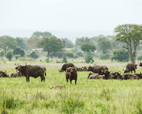 About Mikumi National Park