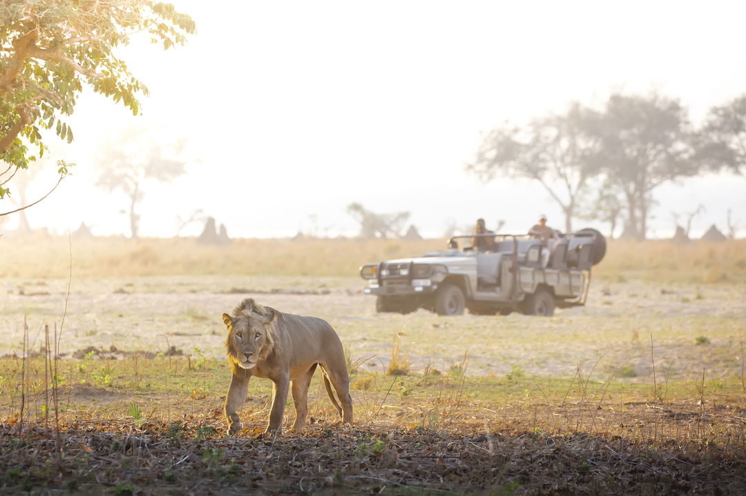 lion walking on plains with onlooking safari vehicle by Chichele Presidential Camp Zambia