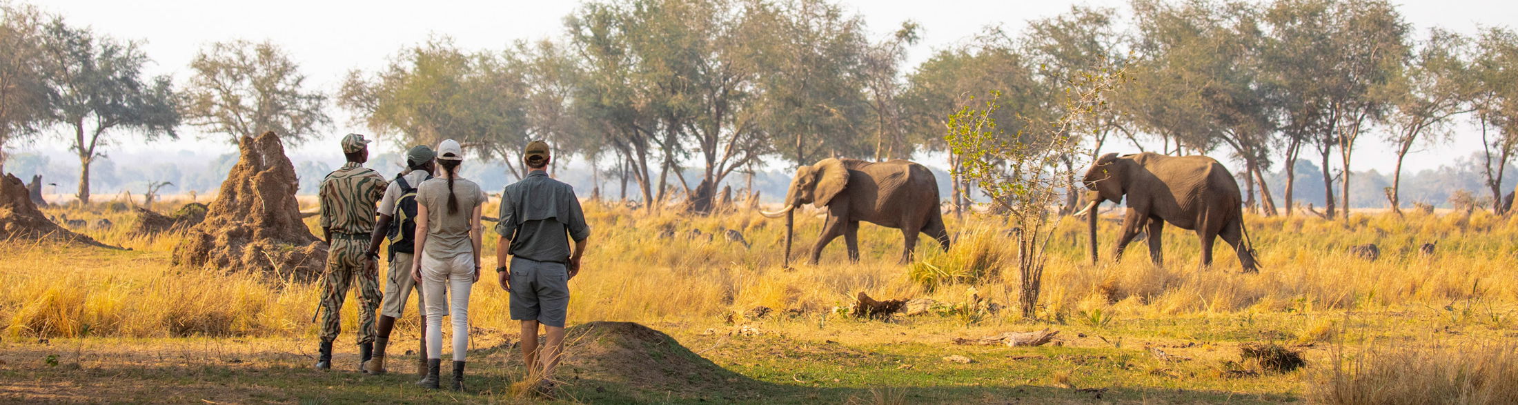 guests on walking safri spotting elephants at chiawa safaris zambia