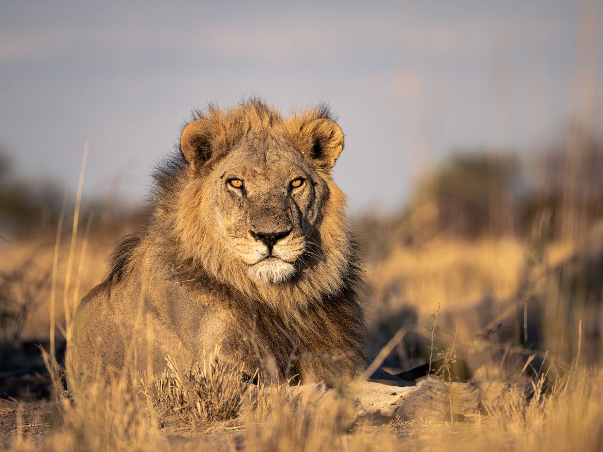 male lion lying down looking at camera at kruger national park
