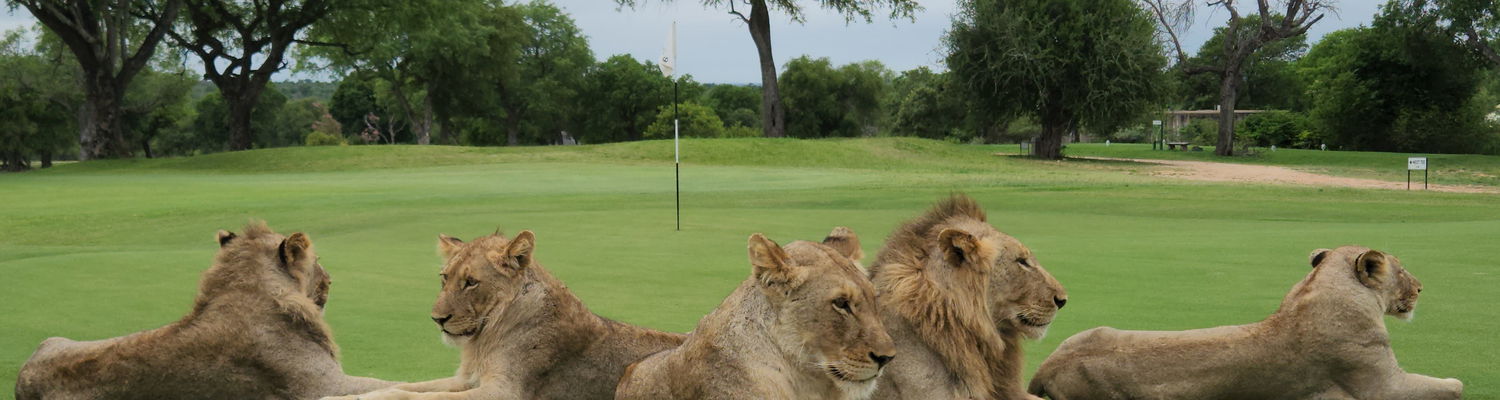 Secrets VIP Travel Golfing safari Lions on green