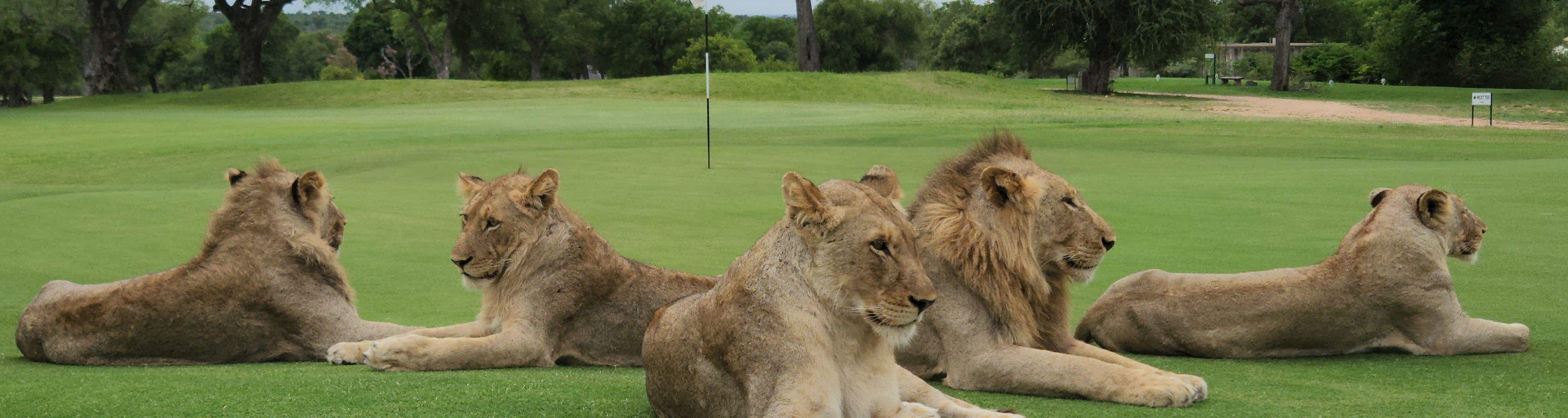 Secrets VIP Travel Golfing safari Lions on green