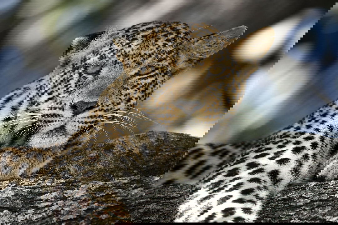 partial view of a male leopard lying on a tree branch at Wilderness Mombo Camp in the Okavango Delta