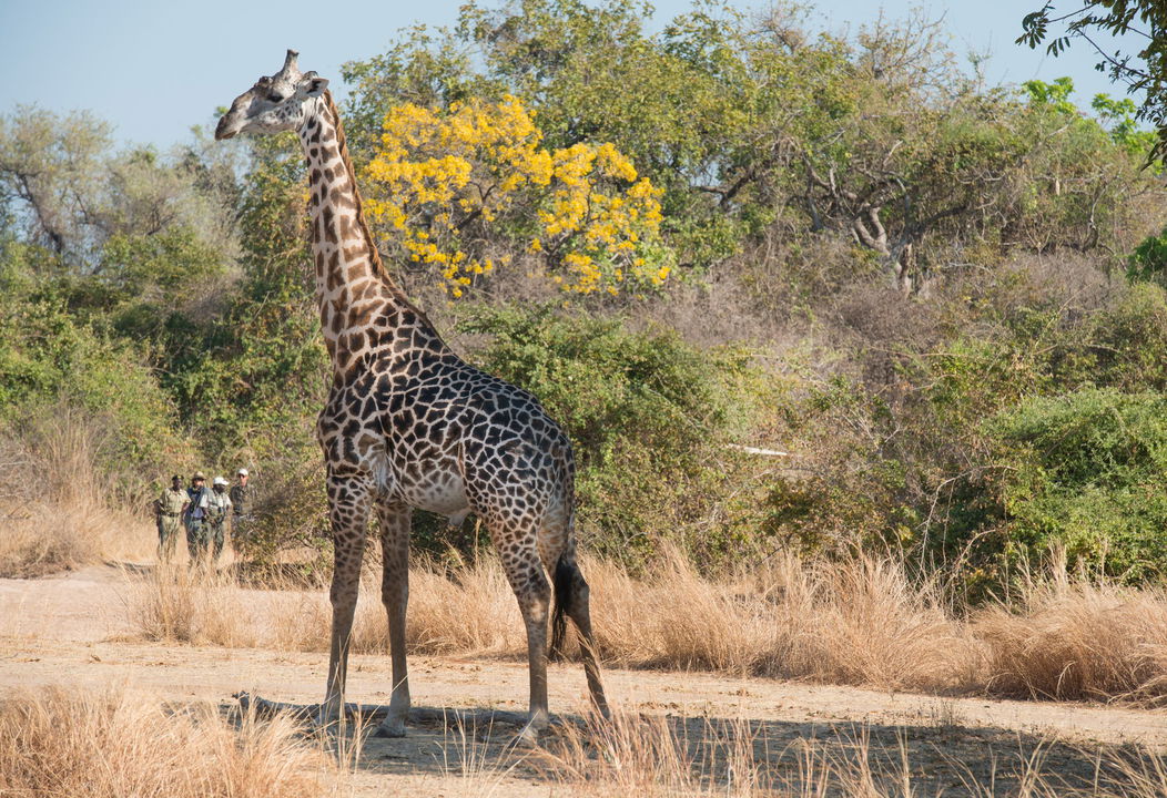 giraffe spotted on walking safari by guests at Chichele Presidential Camp Zambia