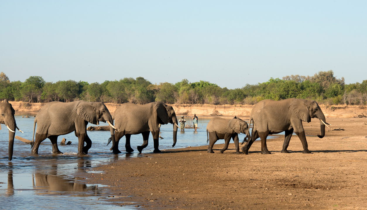 guide and guest on walking safari very close to elephants in river by Puku Ridge Camp Zambia