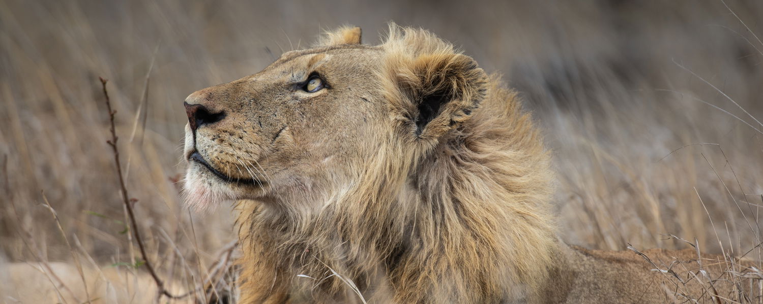 Male Lion - spotted by Secrets VIP Travel