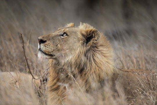 Male Lion - spotted by Secrets VIP Travel