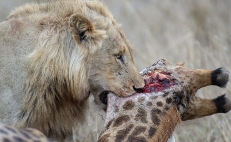 secrets vip luxury tours sighting - male lion spotted on safari