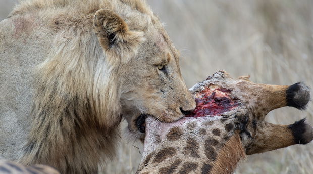 secrets vip luxury tours sighting - male lion spotted on safari