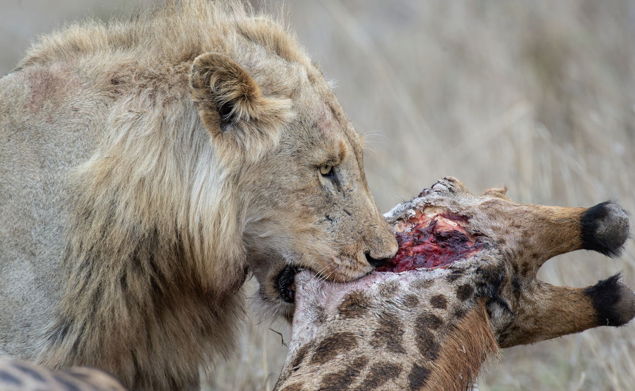 secrets vip luxury tours sighting - male lion spotted on safari