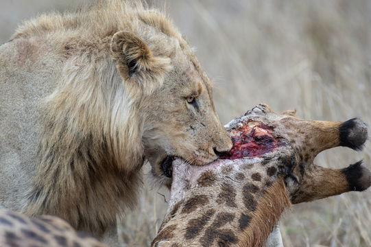 secrets vip luxury tours sighting - male lion spotted on safari