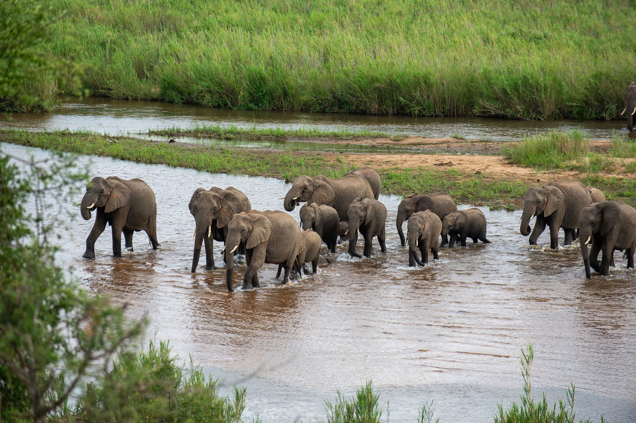 herd of elephants crossing river in kruger national park