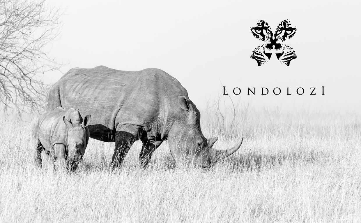 monochrome rhino and calf with Londolozi logo monochrome rhino and calf with Londolozi logo