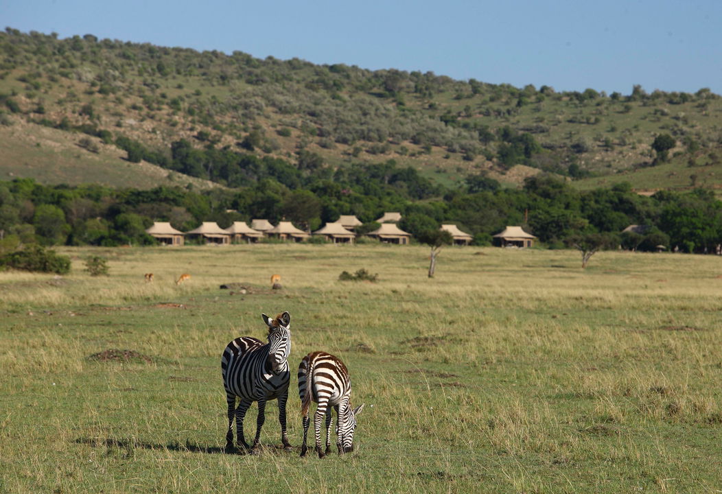 zebras on plains in front of andBeyond Kichwa Tembo Camp Kenya Masai Mara