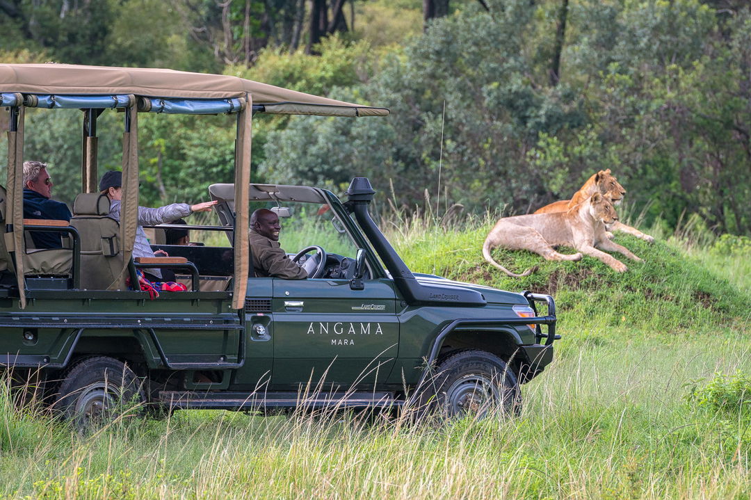 lion on an outcrop sighted by game drive of Angama Mara Kenya Masai Mara