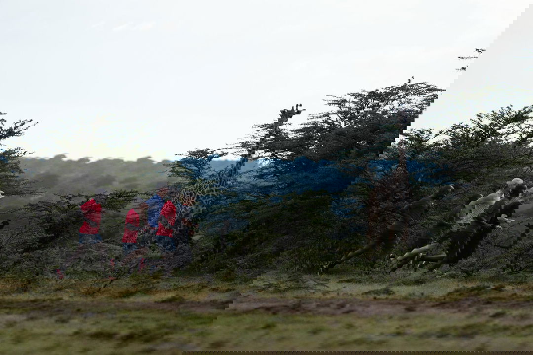 guests running with Kenyans in bush next to Giraffe at Angama Mara Kenya Masai Mara