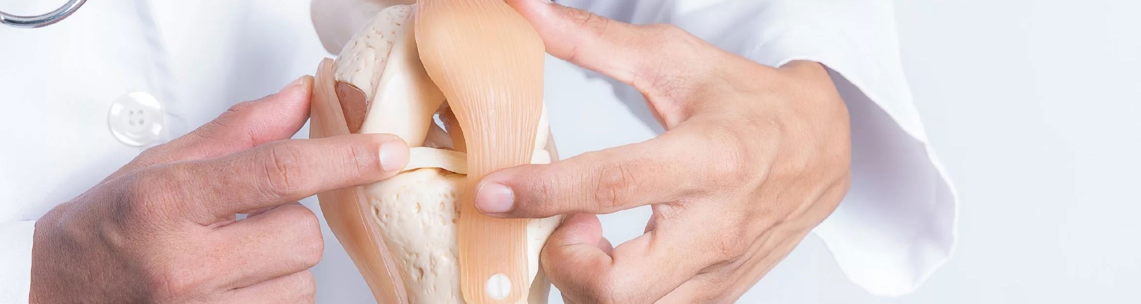 doctor showing on knee model where ligaments are