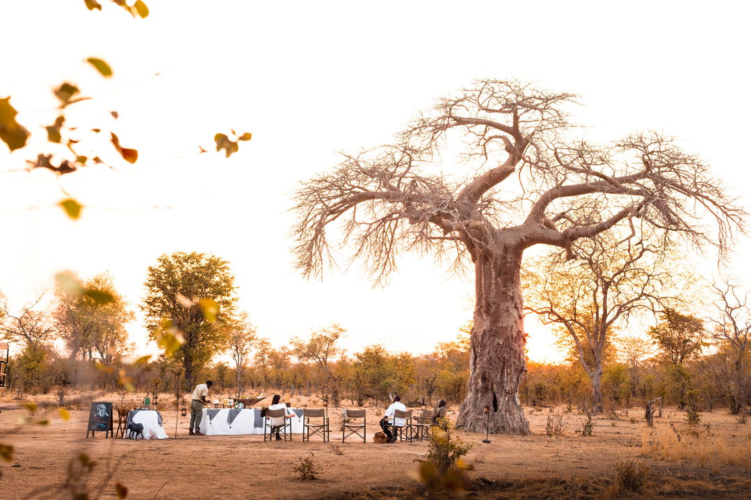 sundowner drinks at sunset under huge baobab tree by Puku Ridge Camp Zambia