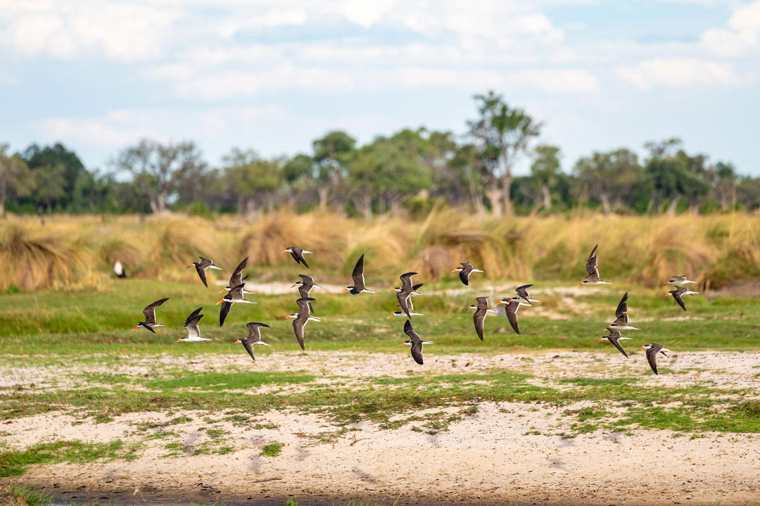 flock of skimmers flying low on delta at Belmond Eagle Island Lodge