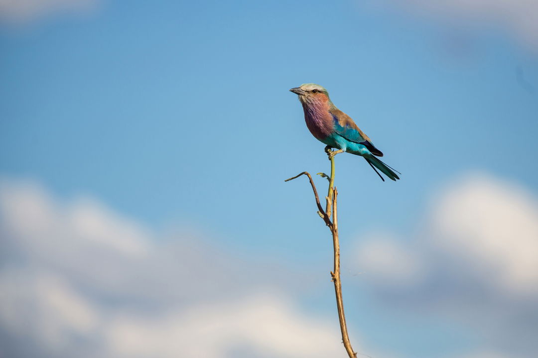 lilac breasted roller sitting on a broken branch at eagle island lodge Botswana
