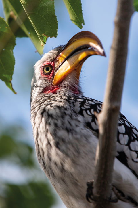 African hornbill in a tree by eagle island lodge Botswana