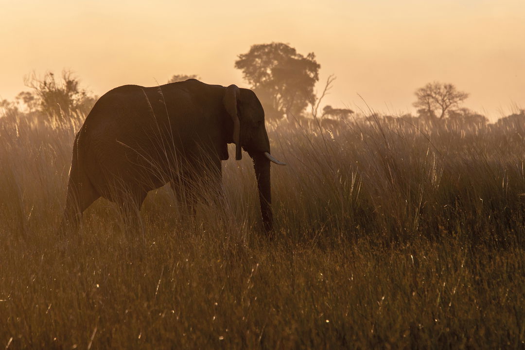 elephant on the plains of Okavango delta at sunset by Eagle island lodge