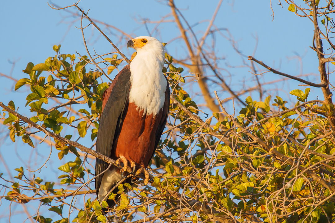 big African fish eagle in a tree  filmed at Belmond Eagle Island Lodge 