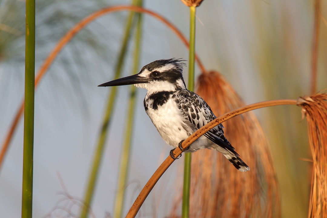 kingfisher on a reed at Belmond Eagle Island Lodge