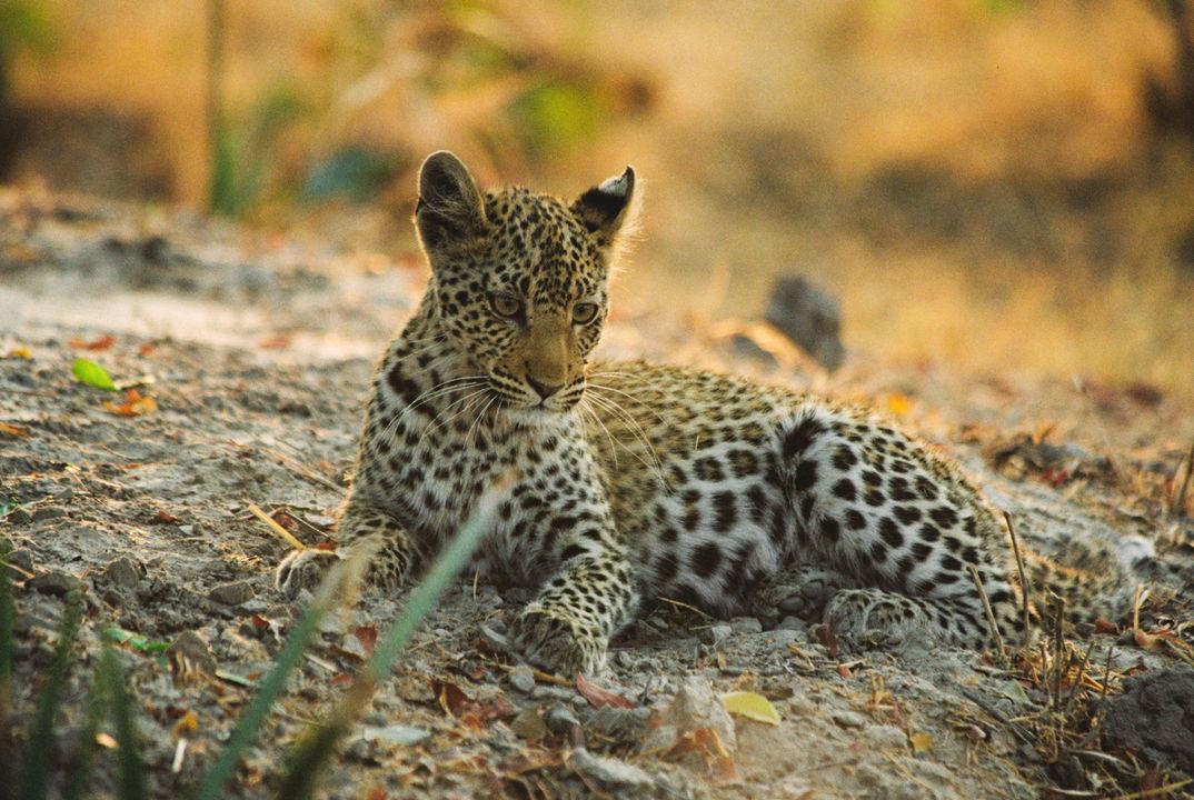 young leopard lying down on delta plains at Belmond Eagle Island Lodge