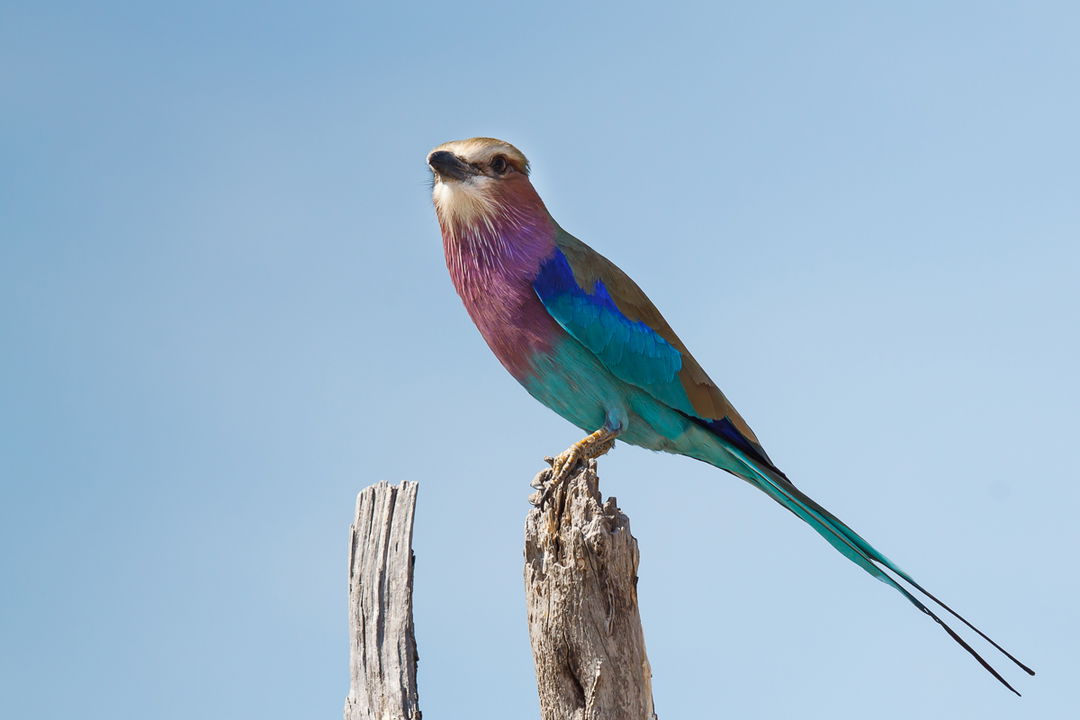 lilac breasted roller on a branch filmed at Belmond Eagle Island Lodge