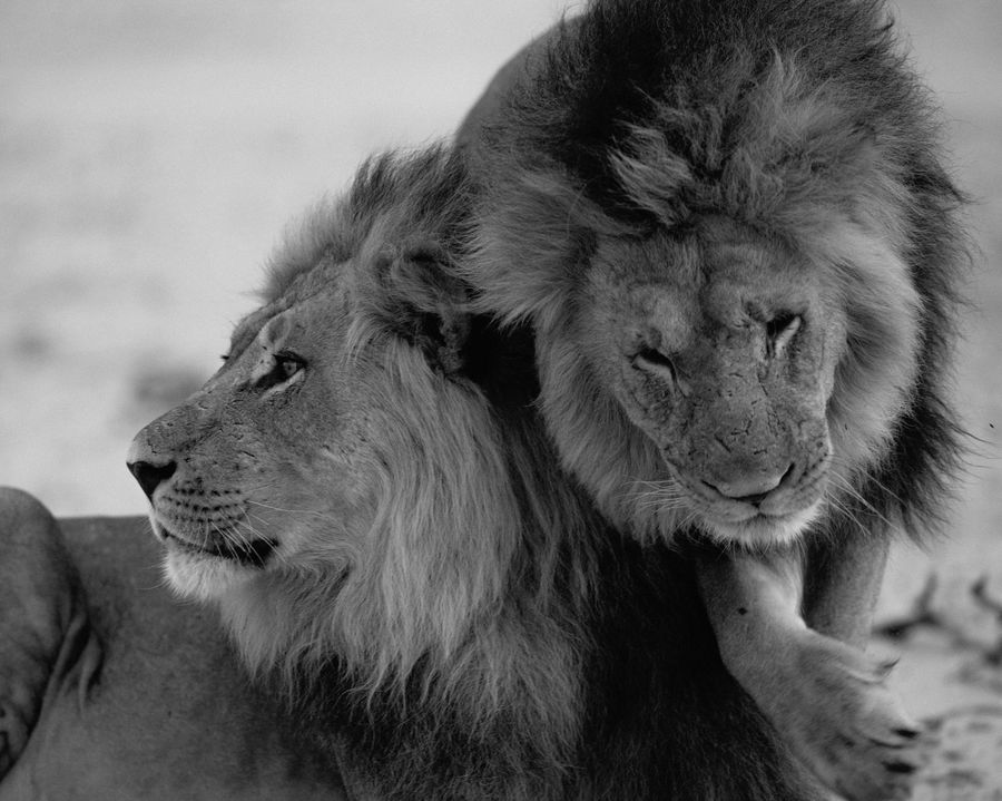 monochrome image of two lions sighted on safari by Eagle island lodge