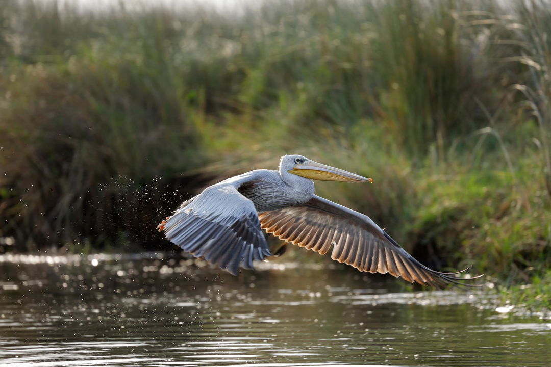 pelican low flying over waters of delta at Belmond Eagle Island Lodge
