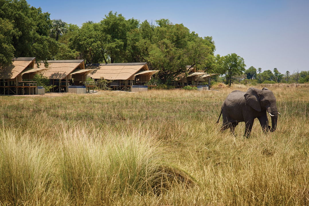 elephant walking on the plains of Okavango delta n front of Belmond Eagle Island Lodge