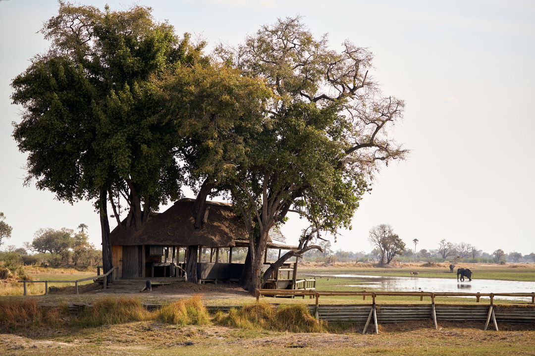 bar facility under a tree on a an island at Belmond Eagle Island Lodge