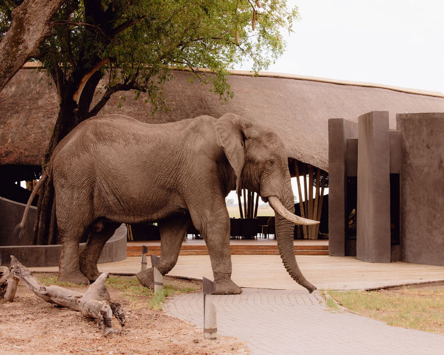elephant bull walking past the entrance and close to foyer at Belmond Eagle Island Lodge