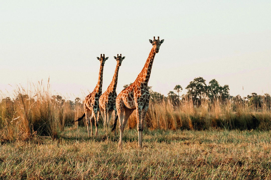 three giraffes on the delta plains at Belmond Eagle Island Lodge