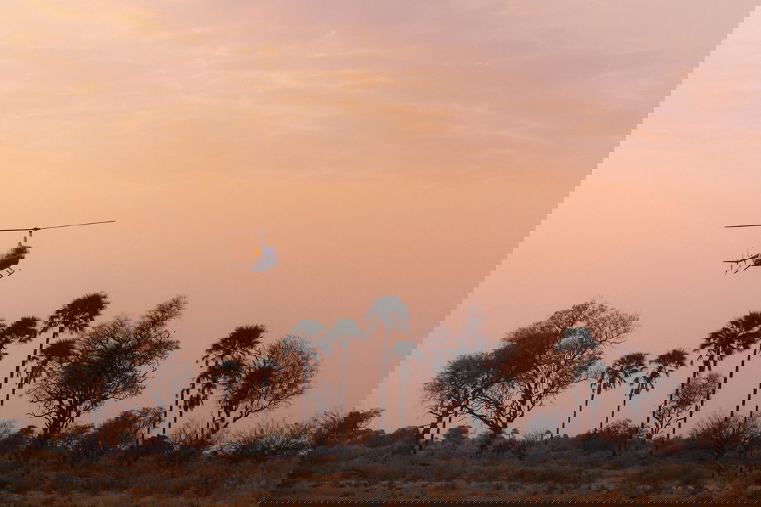 low flying helicopter over palm trees of Okavango delta at sunset by Belmond Eagle Island Lodge