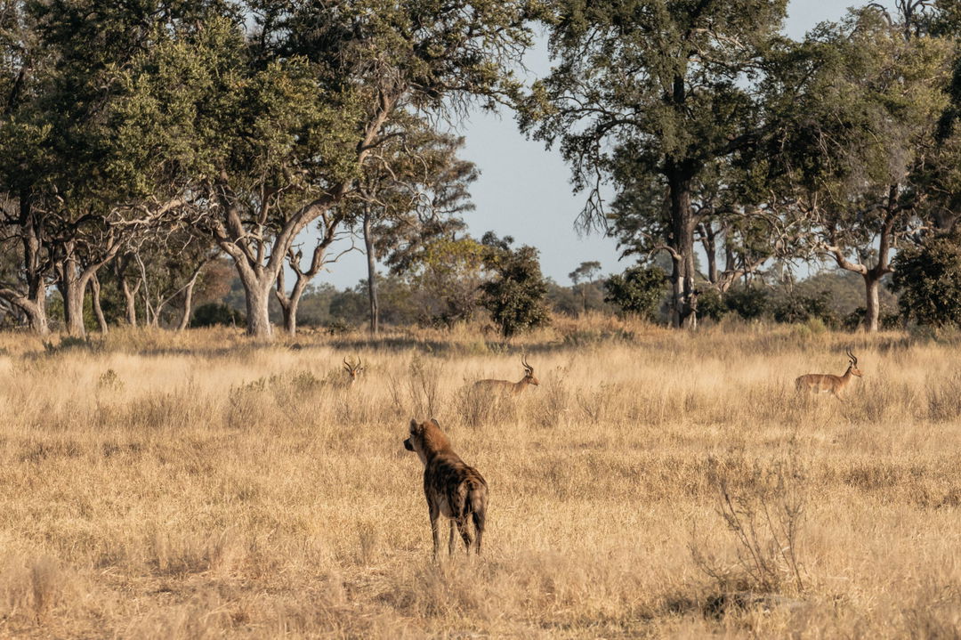 hyena looking at antelopes on plain of Okavango delta by Belmond Eagle Island Lodge