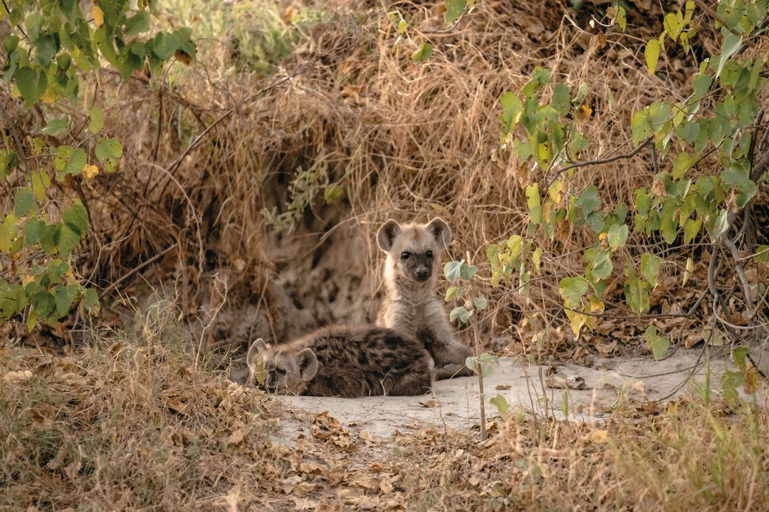 two hyena cubs in the den spotted by Belmond Eagle Island Lodge