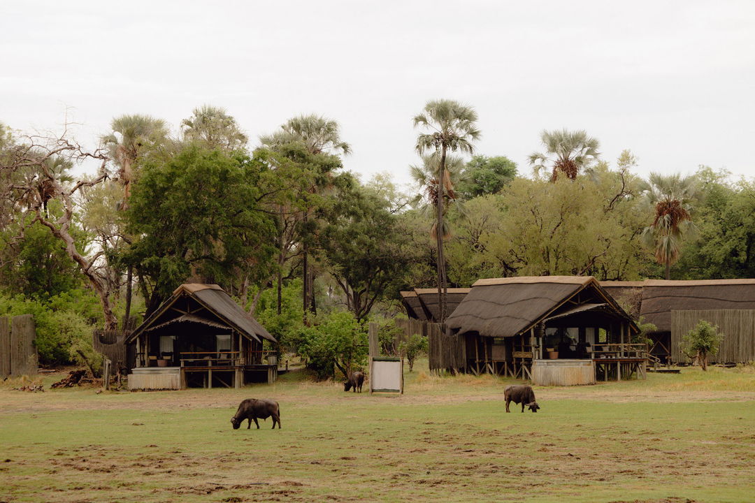 antelopes grazing on delta plains at Belmond Eagle Island Lodge