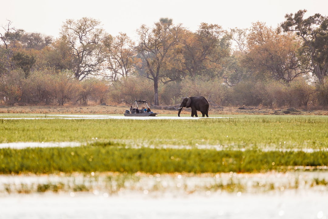guest on safari boating trip with an elephant in the waters of Okavango delta by Belmond Eagle Island Lodge