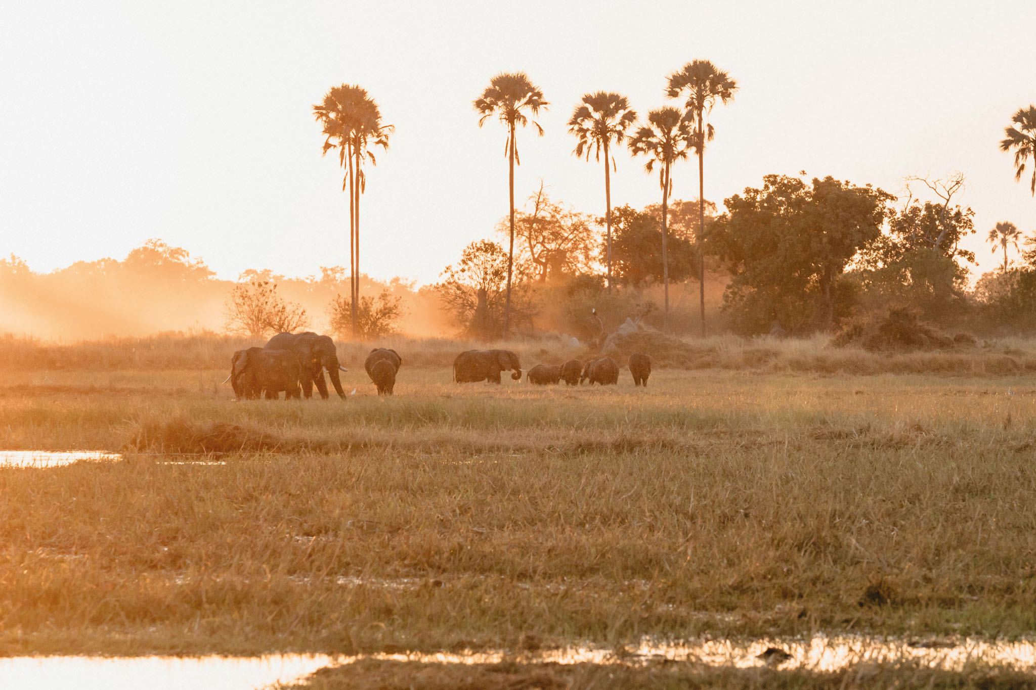 herd of elephants in waterways of delta at sunset by eagle island lodge